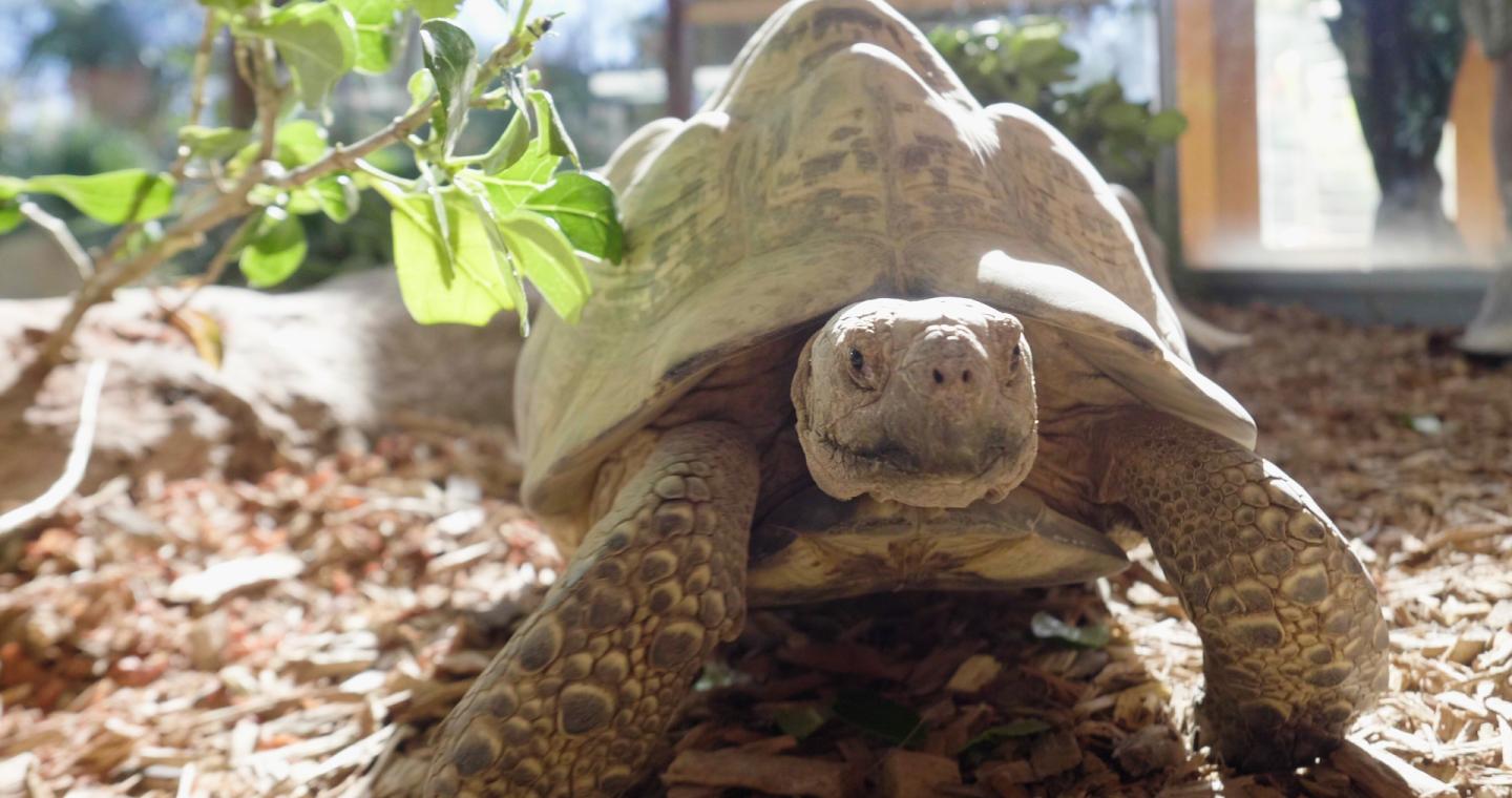 tortoise