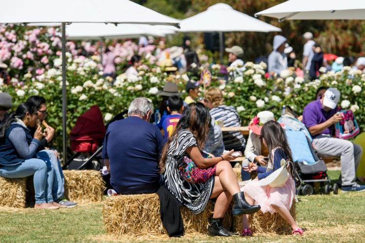 people seated on hay bales beneath market umbrellas in rose garden