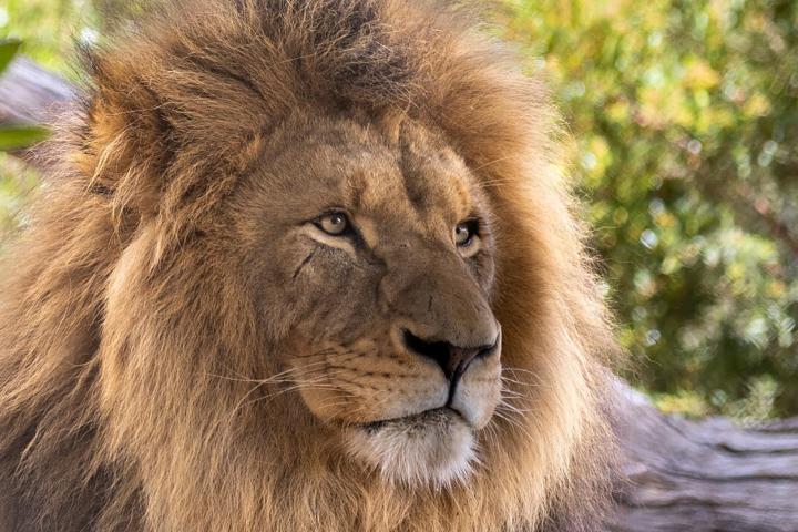 Werribee Open Range Zoo